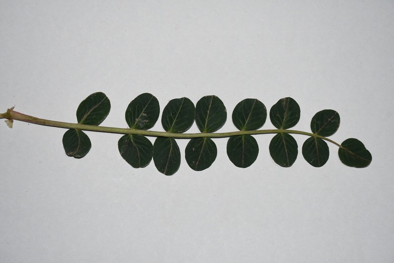 Astragalus pseudoeremophysa photo 6