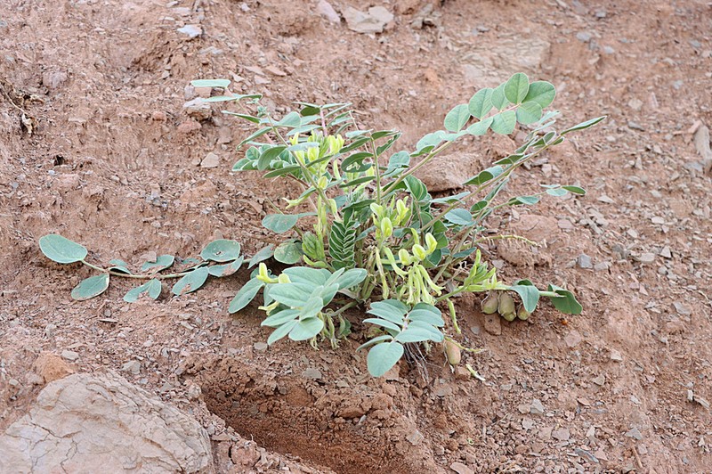 Astragalus pseudoeremophysa photo 7
