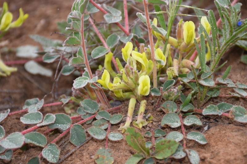 Astragalus pseudoeremophysa photo 8
