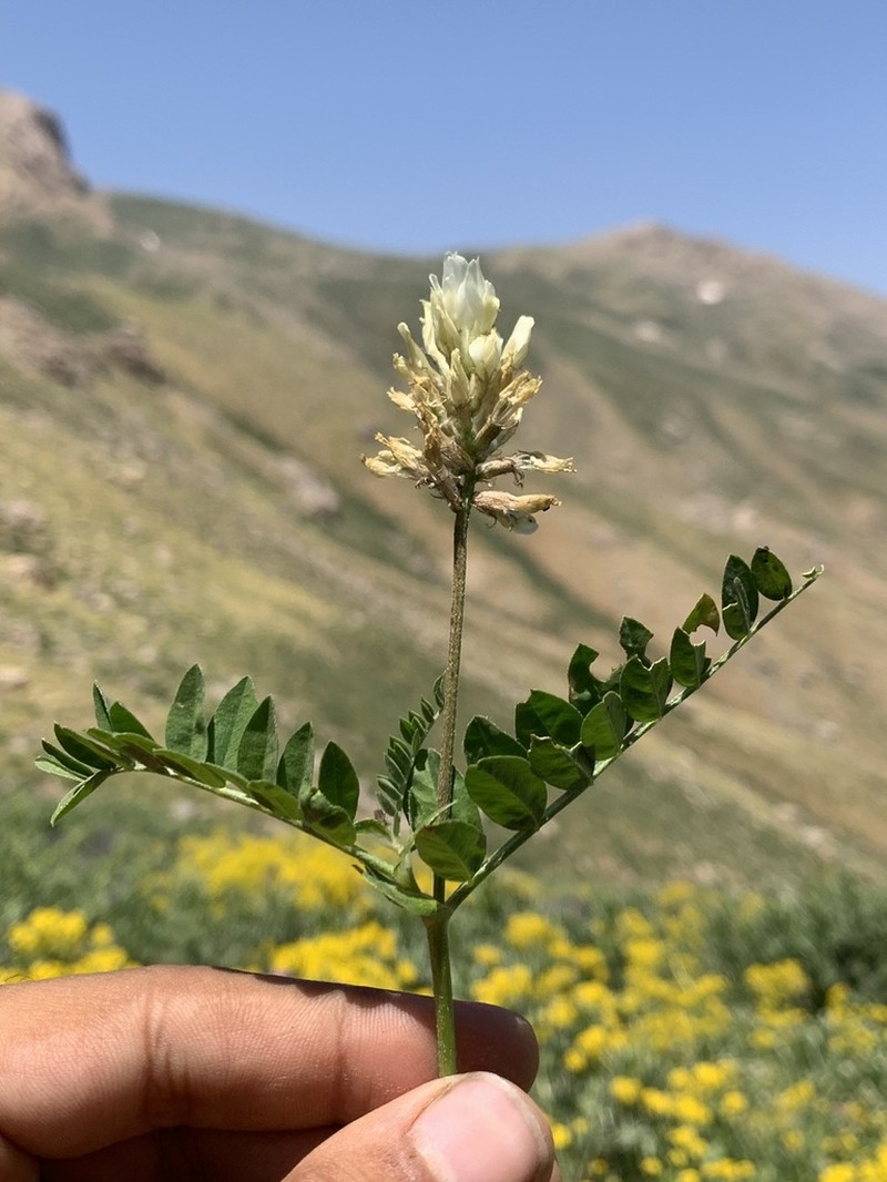 Astragalus pseudofragrans