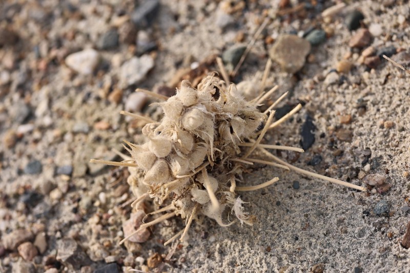 Astragalus pseudohypogaeus