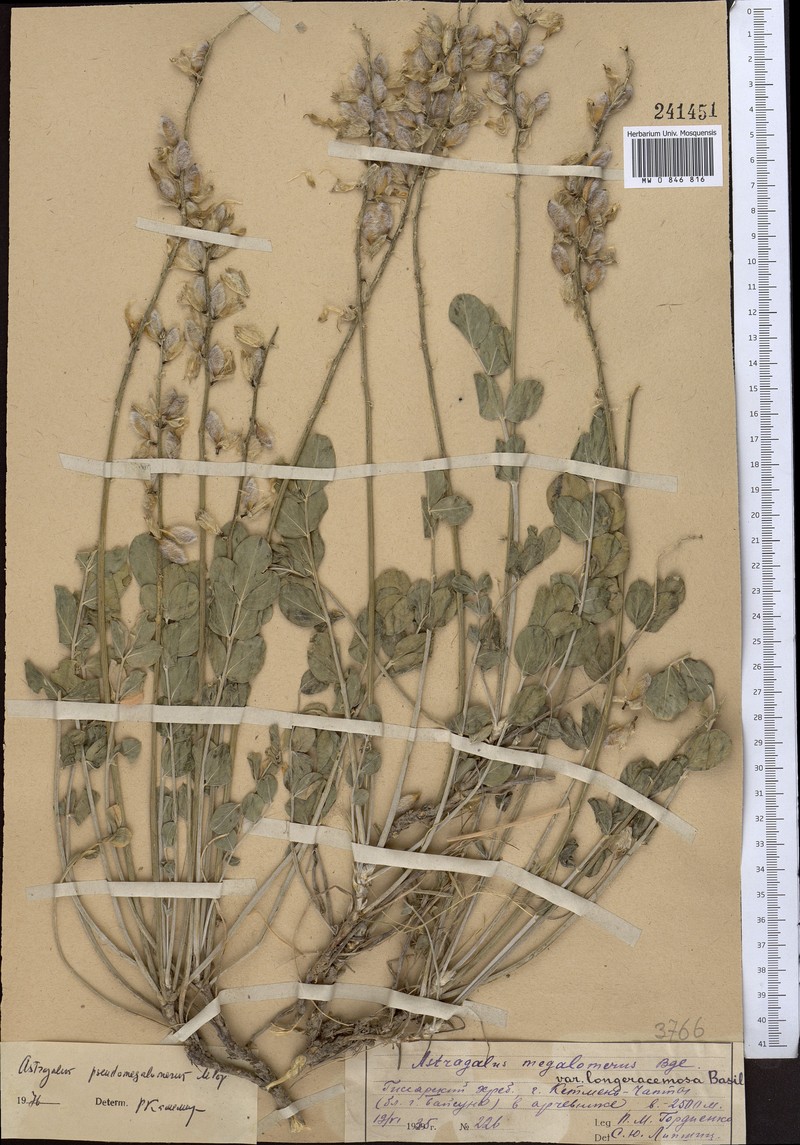 Astragalus pseudomegalomerus