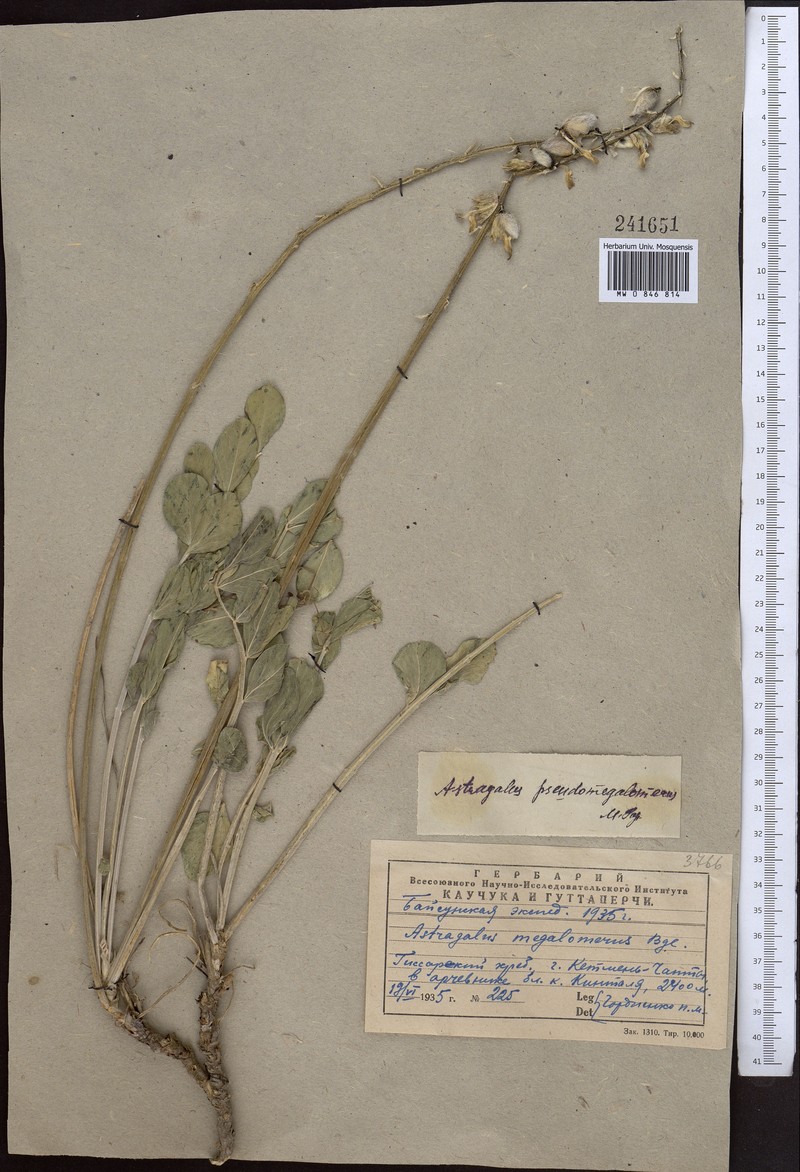 Astragalus pseudomegalomerus photo 2