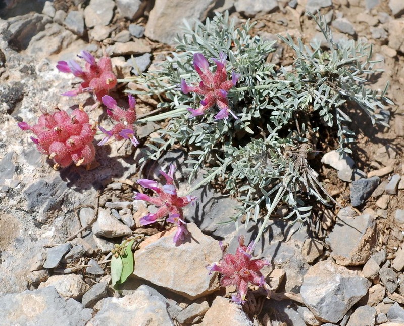 Astragalus pseudonobilis photo 2