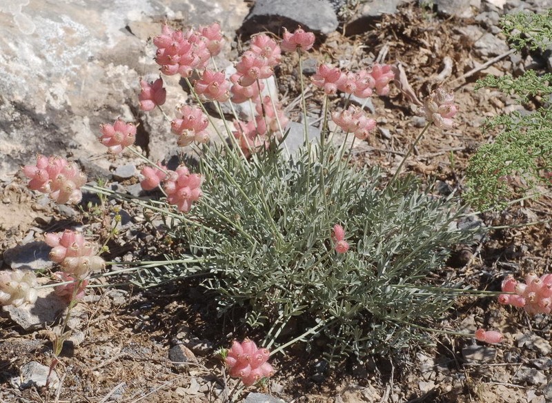 Astragalus pseudonobilis photo 3