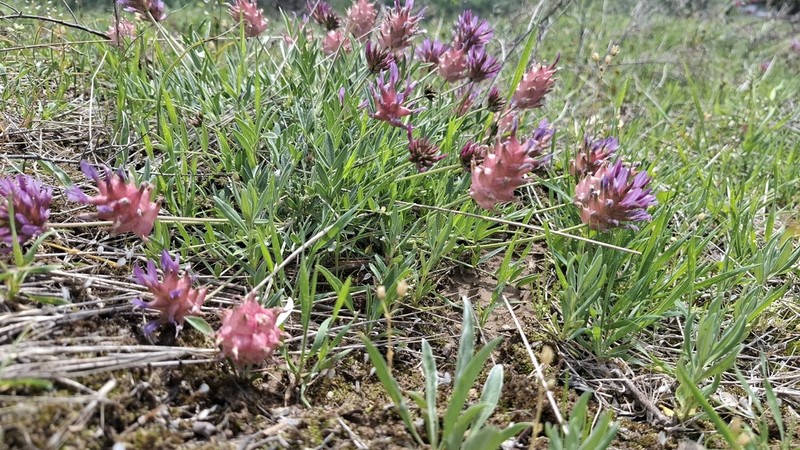 Astragalus pseudonobilis photo 4