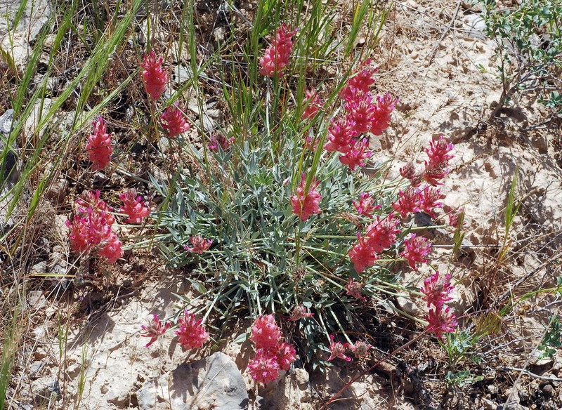 Astragalus pseudonobilis photo 5