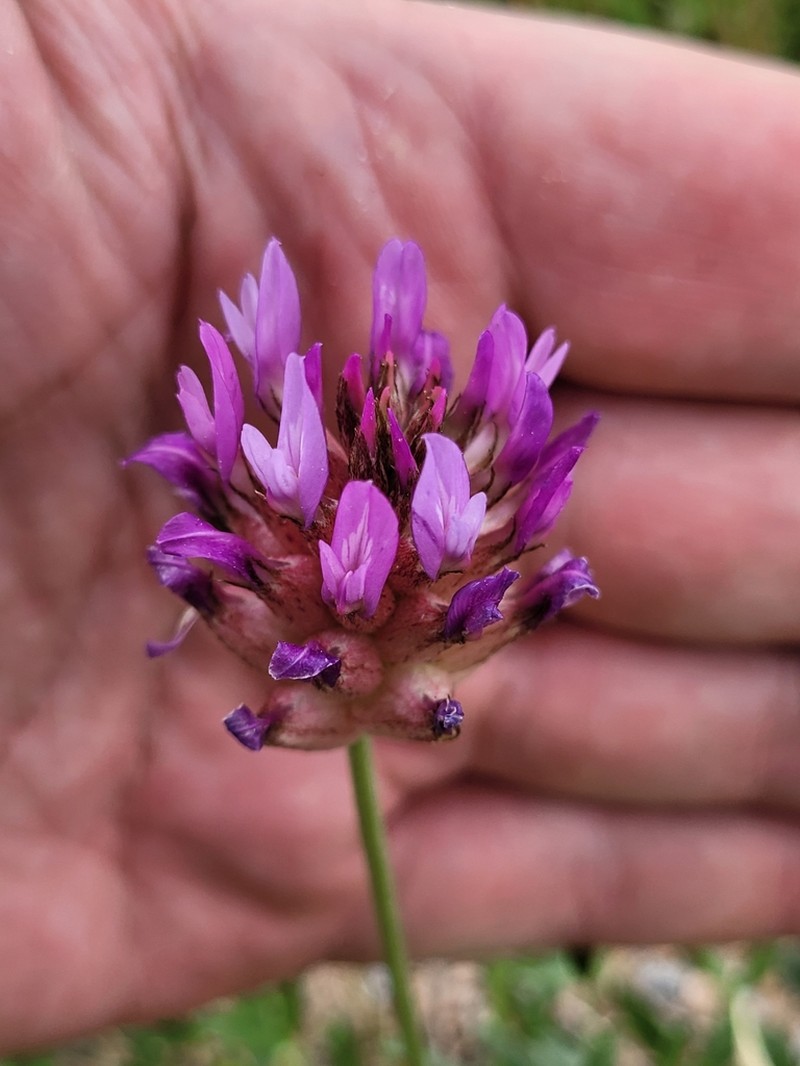 Astragalus pseudonobilis photo 6