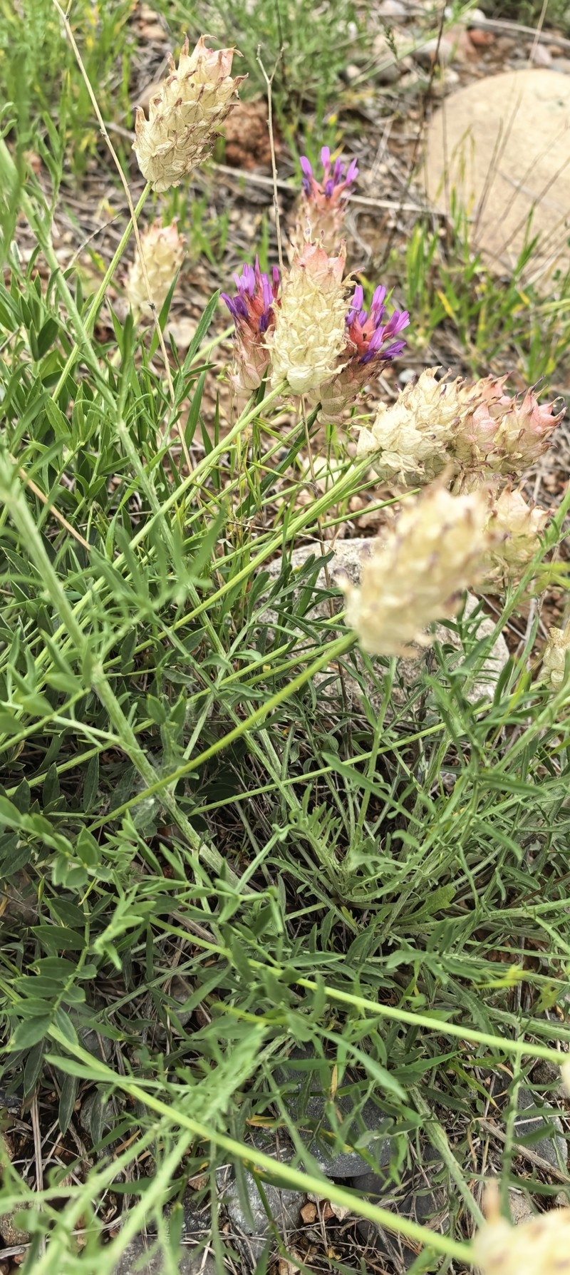 Astragalus pseudonobilis photo 8