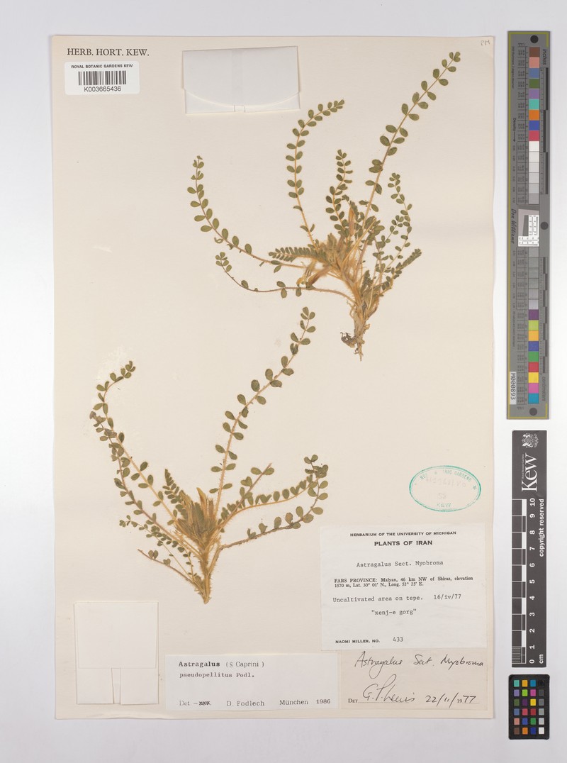Astragalus pseudopellitus