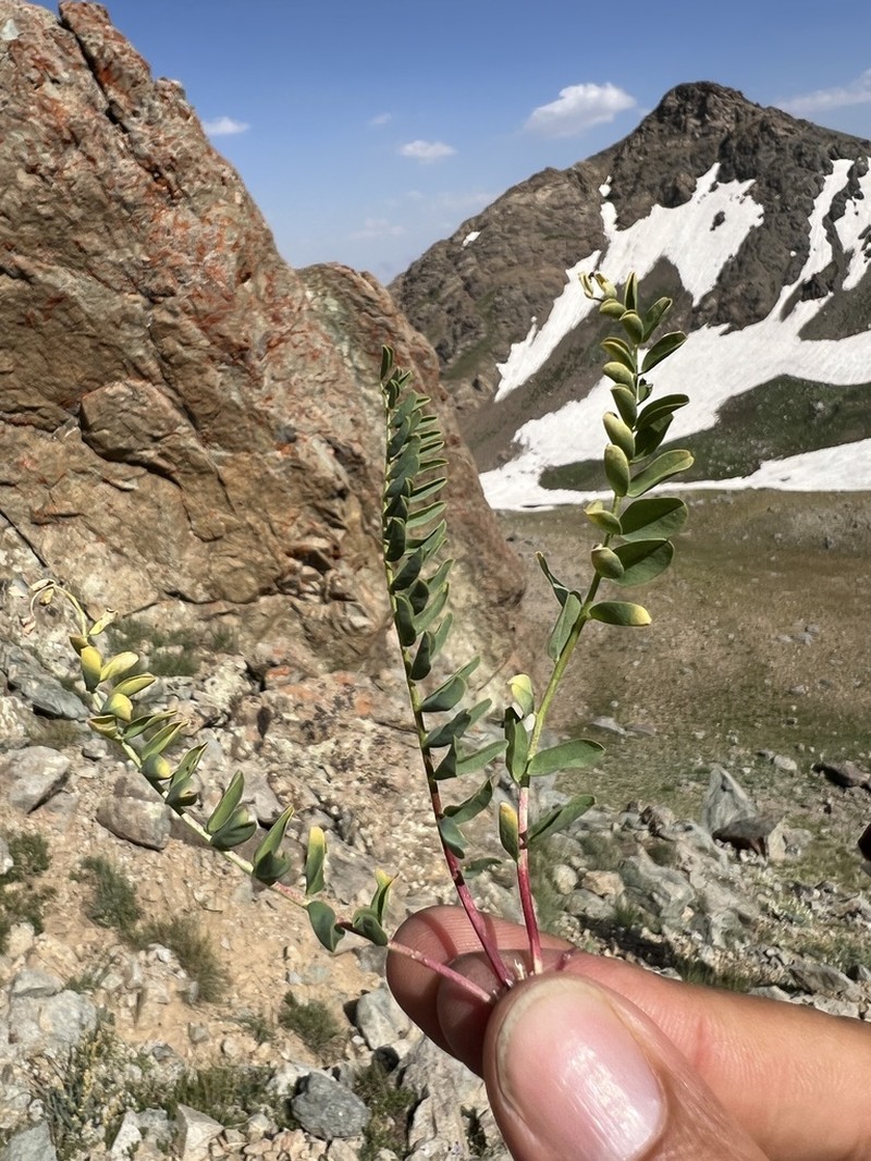 Astragalus pseudopinetorum