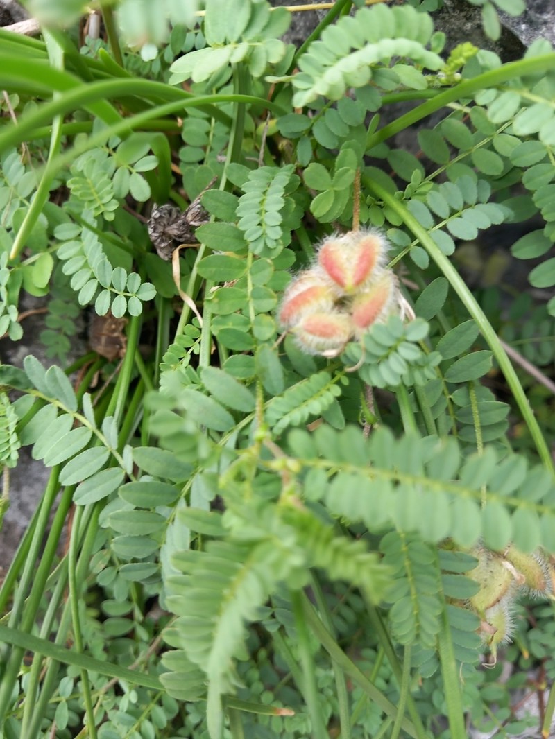 Astragalus pseudopurpureus