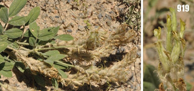 Astragalus pseudorhacodes