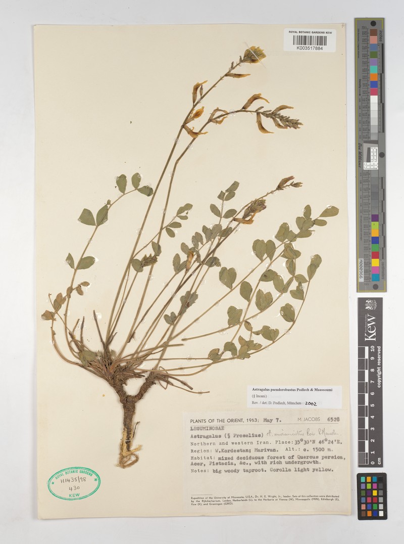 Astragalus pseudorobustus