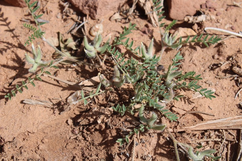 Astragalus pseudosinaicus photo 2
