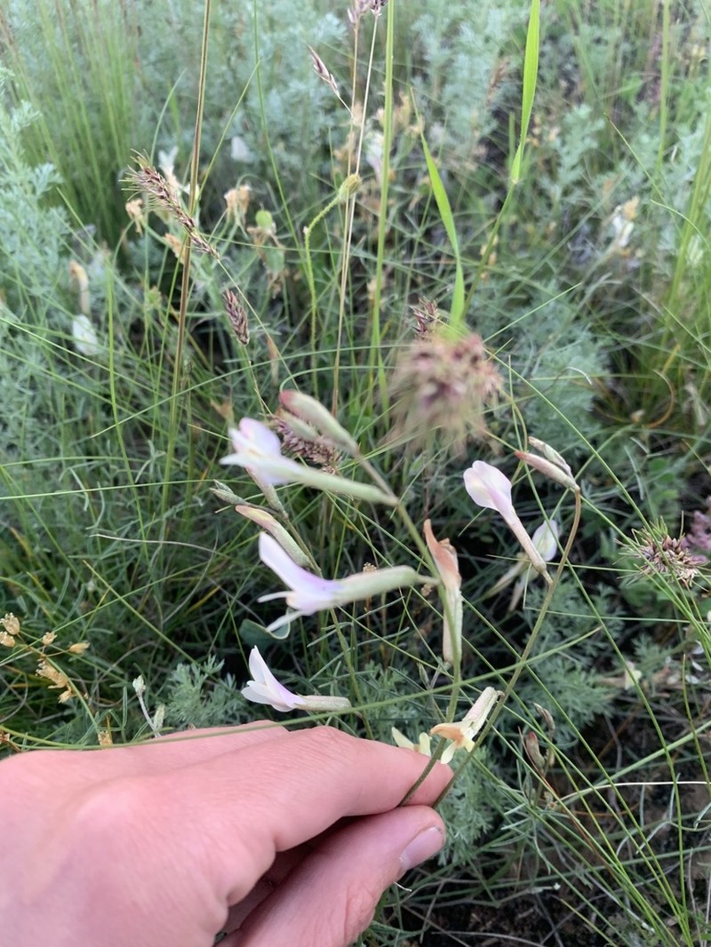 Astragalus pseudotataricus