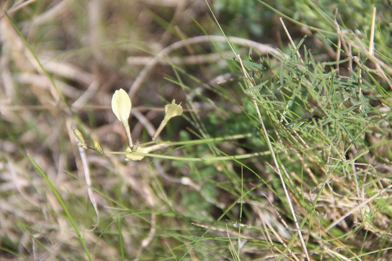 Astragalus pseudotataricus photo 2