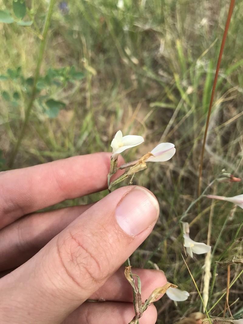 Astragalus pseudotataricus photo 3