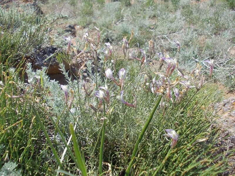 Astragalus pseudotataricus photo 4