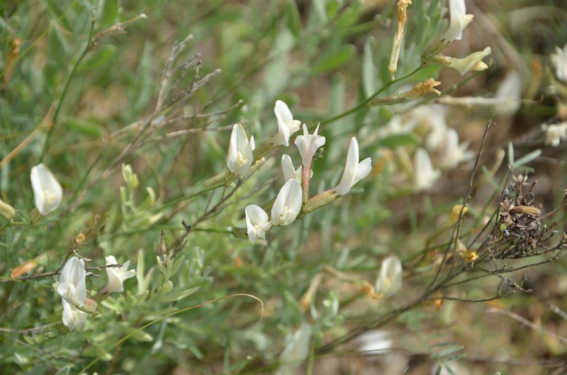 Astragalus pseudotataricus photo 5