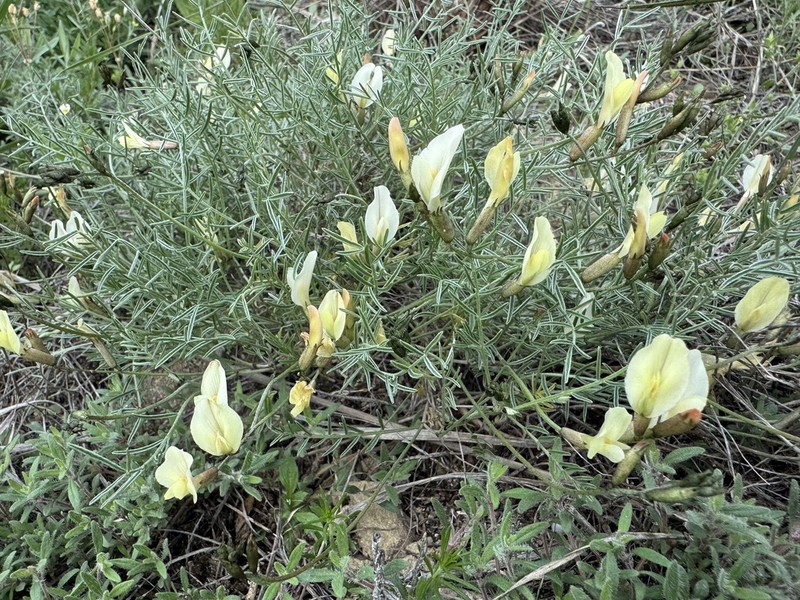 Astragalus pseudotataricus photo 6