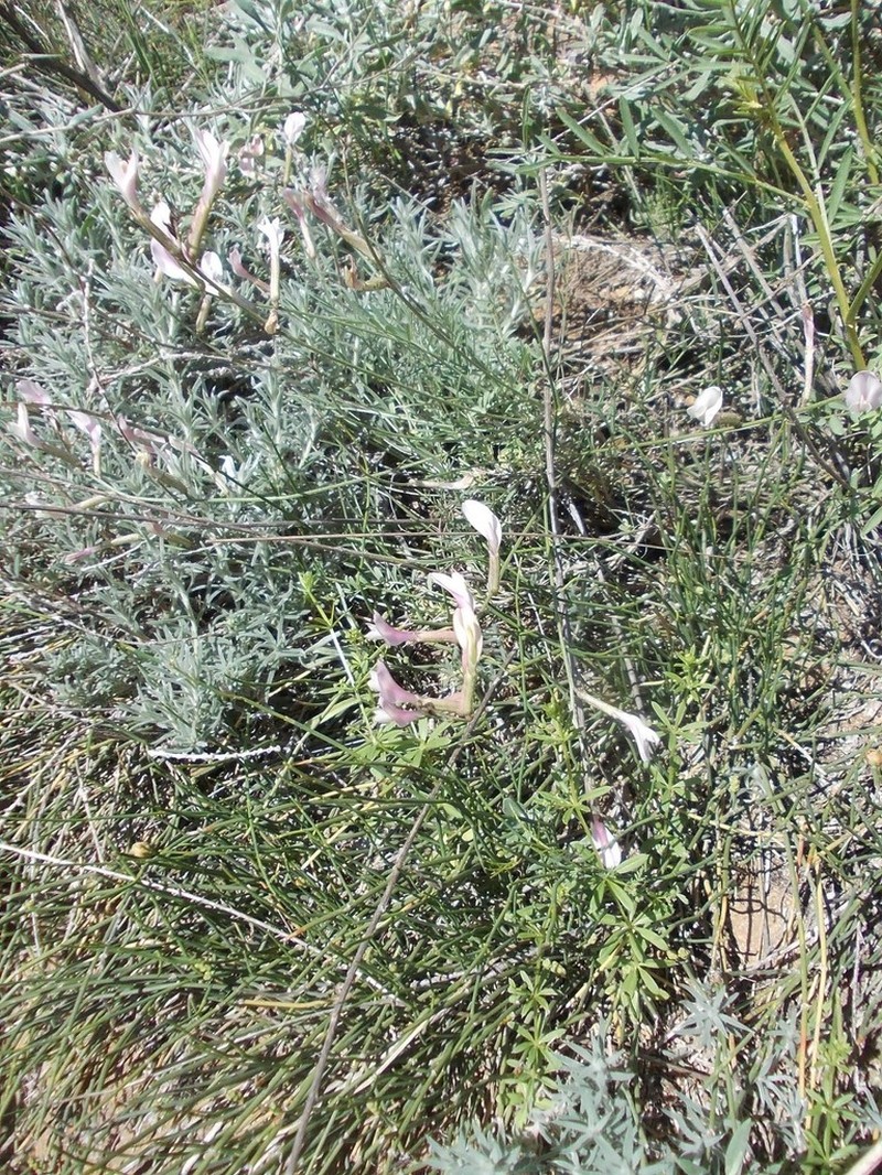 Astragalus pseudotataricus photo 7