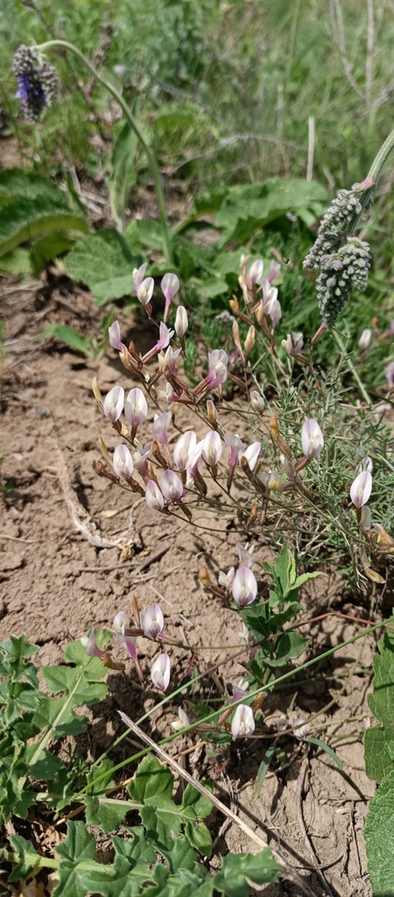 Astragalus pseudotataricus photo 8