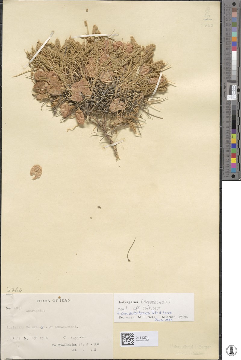 Astragalus pseudotortuosus