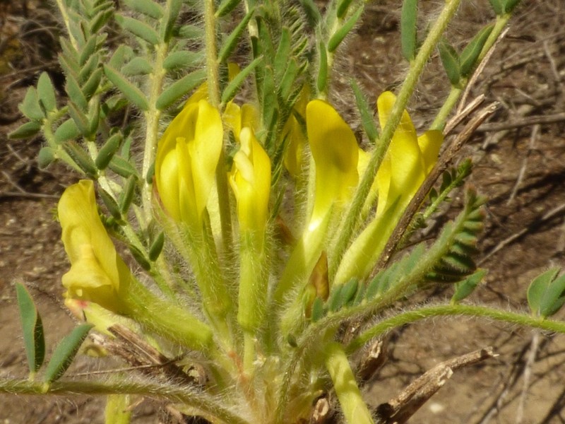 Astragalus pseudoutriger