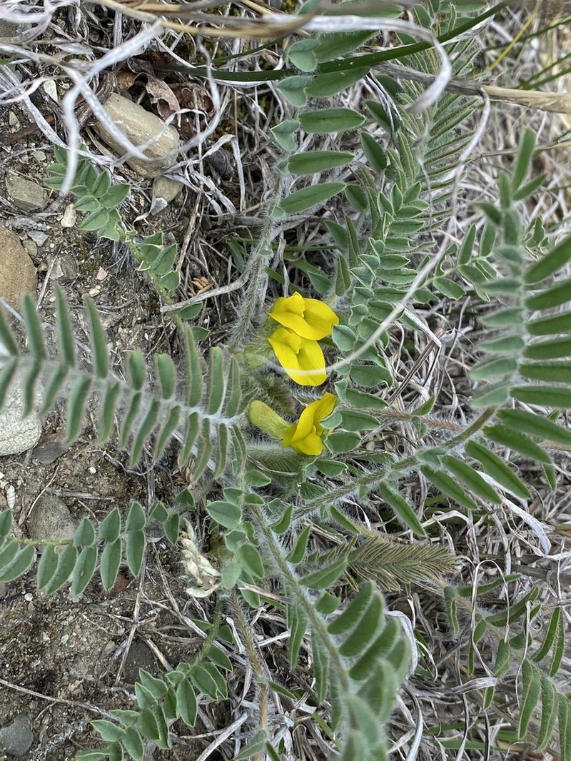 Astragalus pseudoutriger photo 2