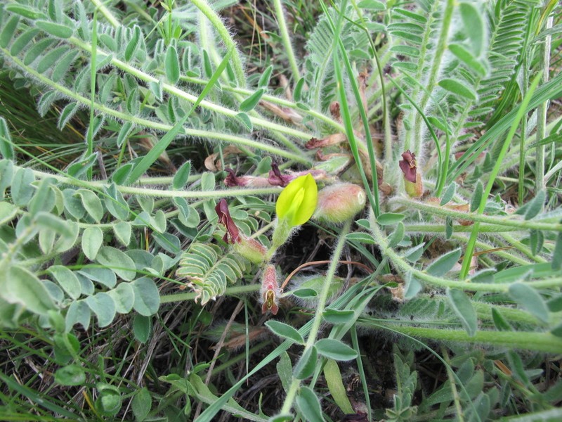 Astragalus pseudoutriger photo 3