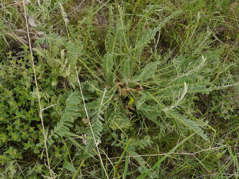 Astragalus pseudoutriger photo 4
