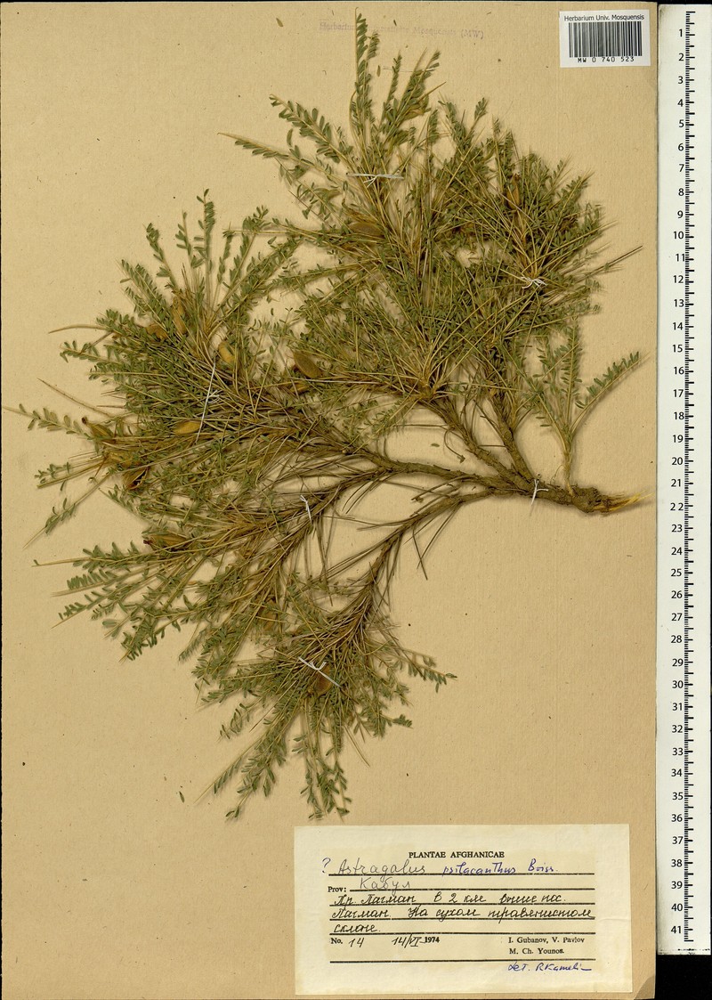 Astragalus psilacanthus