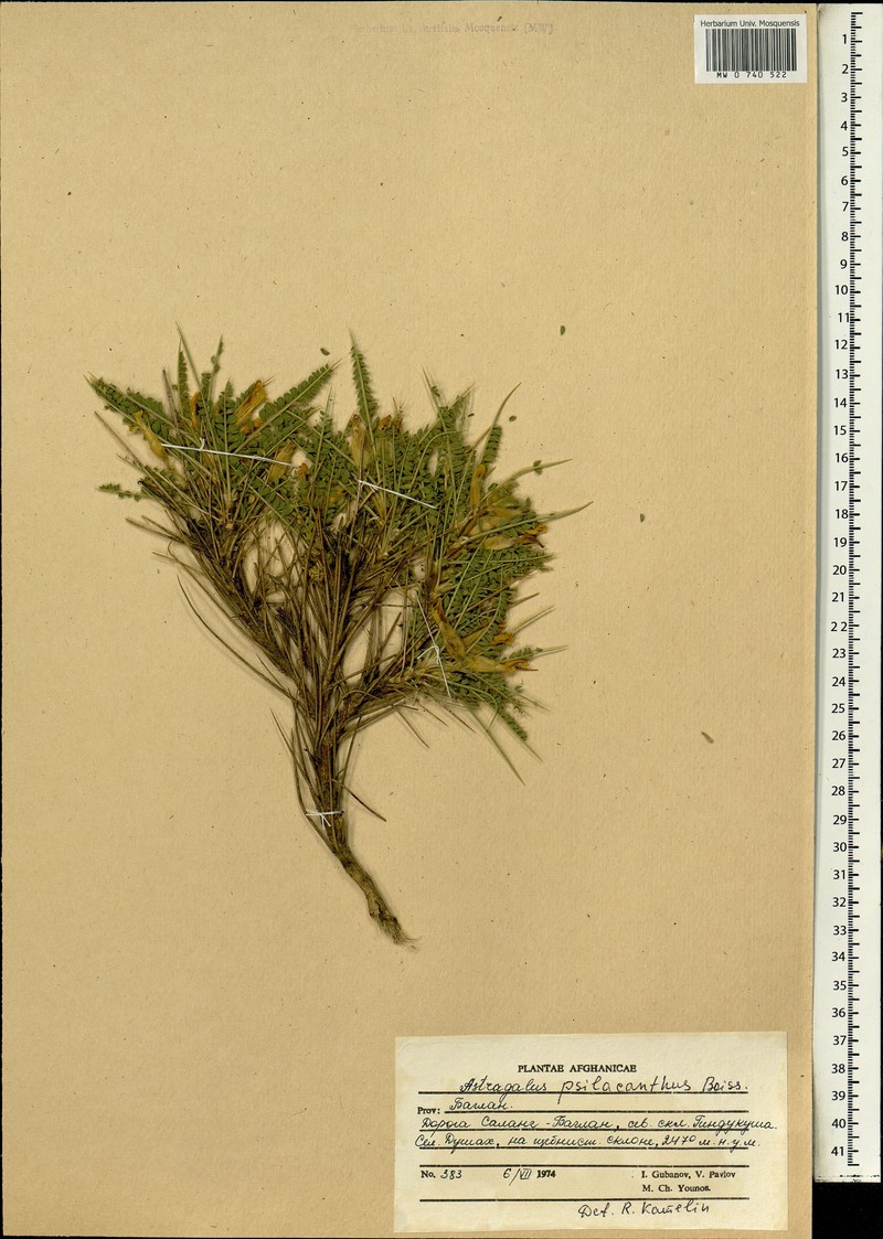 Astragalus psilacanthus photo 2