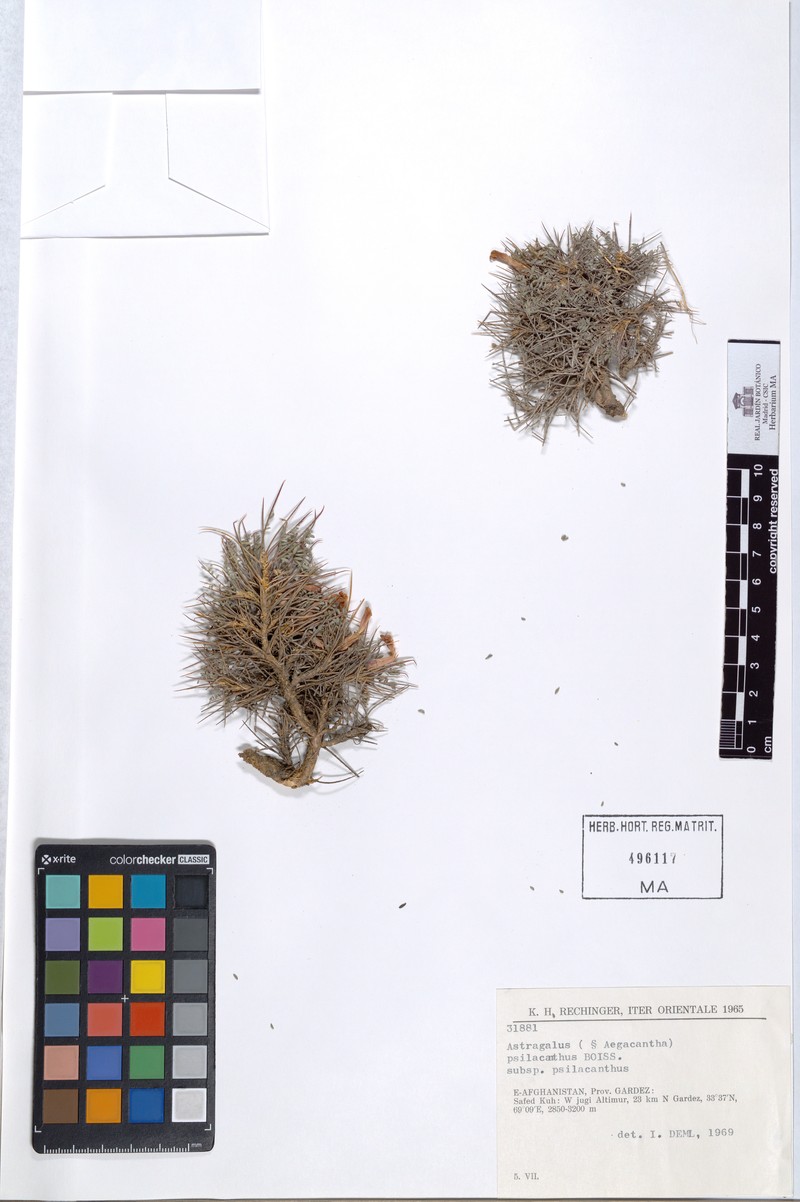 Astragalus psilacanthus subsp. psilacanthus