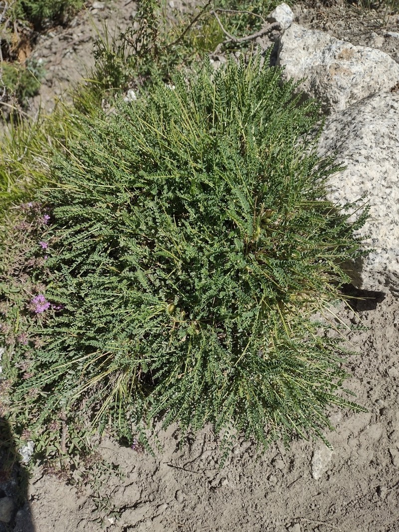 Astragalus psilocentros photo 2