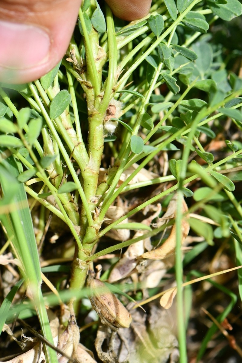 Astragalus psilocentros photo 3