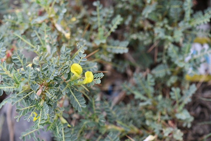 Astragalus psilocentros photo 4