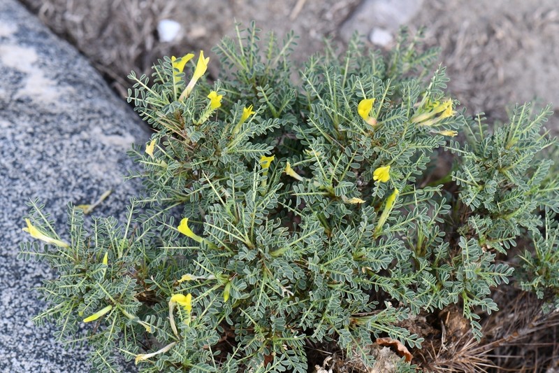 Astragalus psilocentros photo 5
