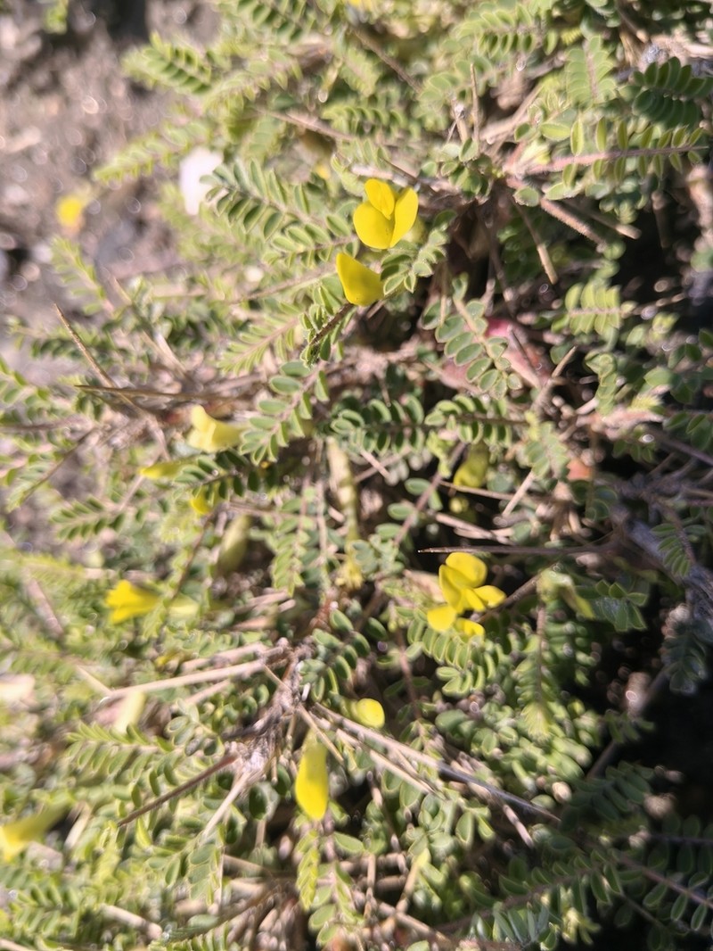 Astragalus psilocentros photo 6