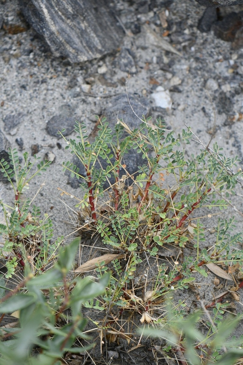 Astragalus psilocentros photo 7