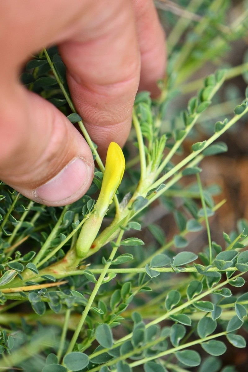 Astragalus psilocentros photo 8