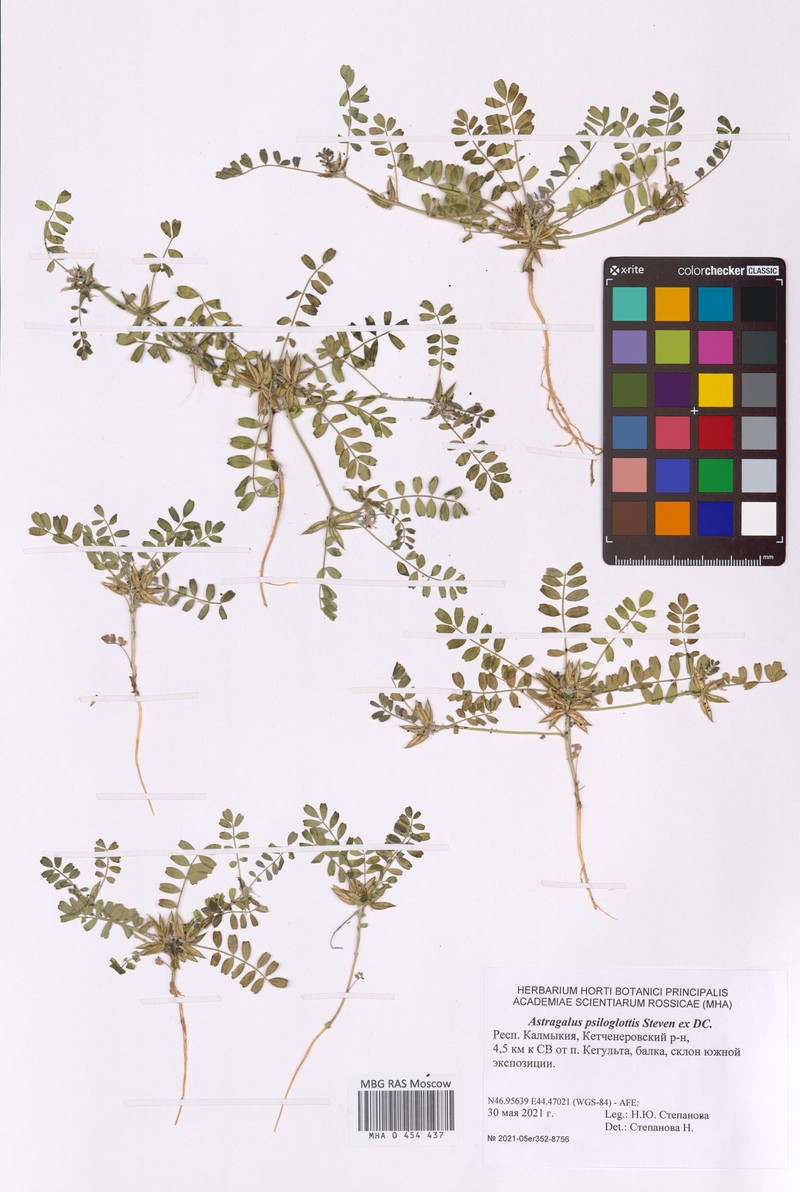 Astragalus psiloglottis