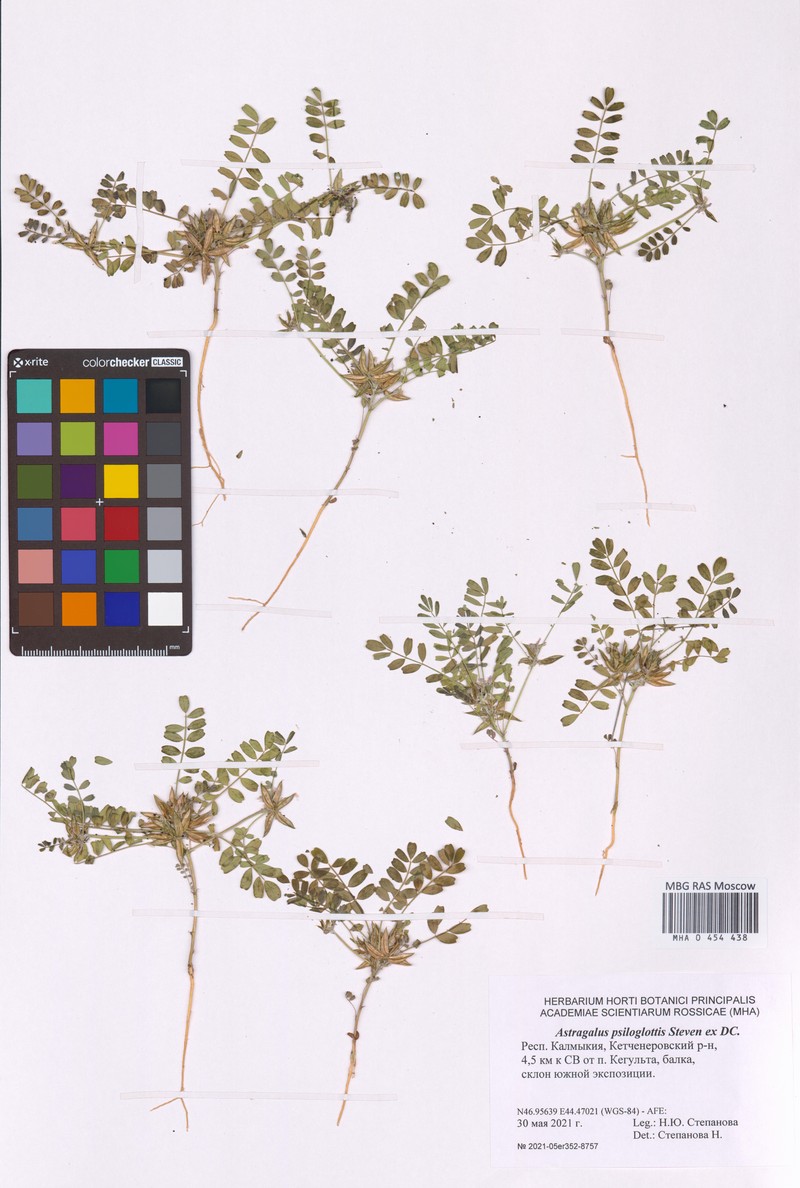 Astragalus psiloglottis photo 2