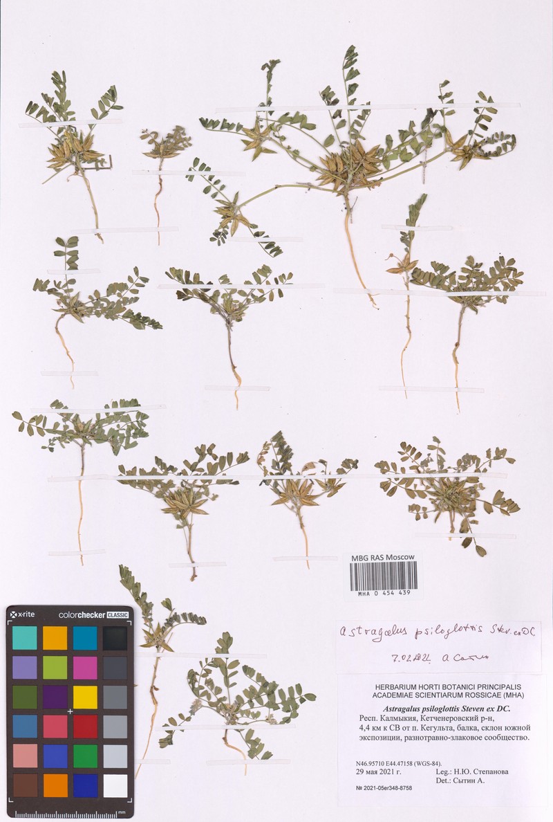 Astragalus psiloglottis photo 3