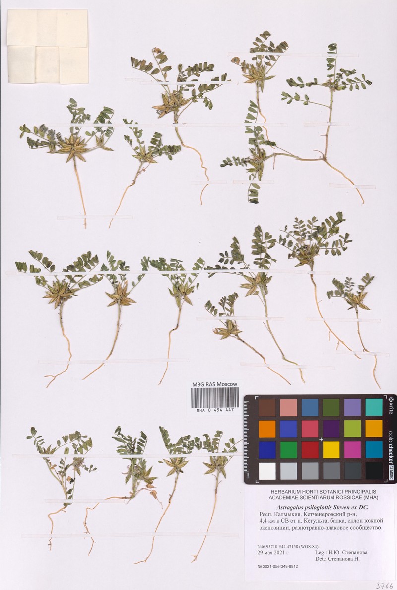 Astragalus psiloglottis photo 4