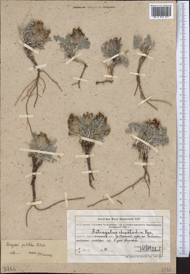 Astragalus psilolobus