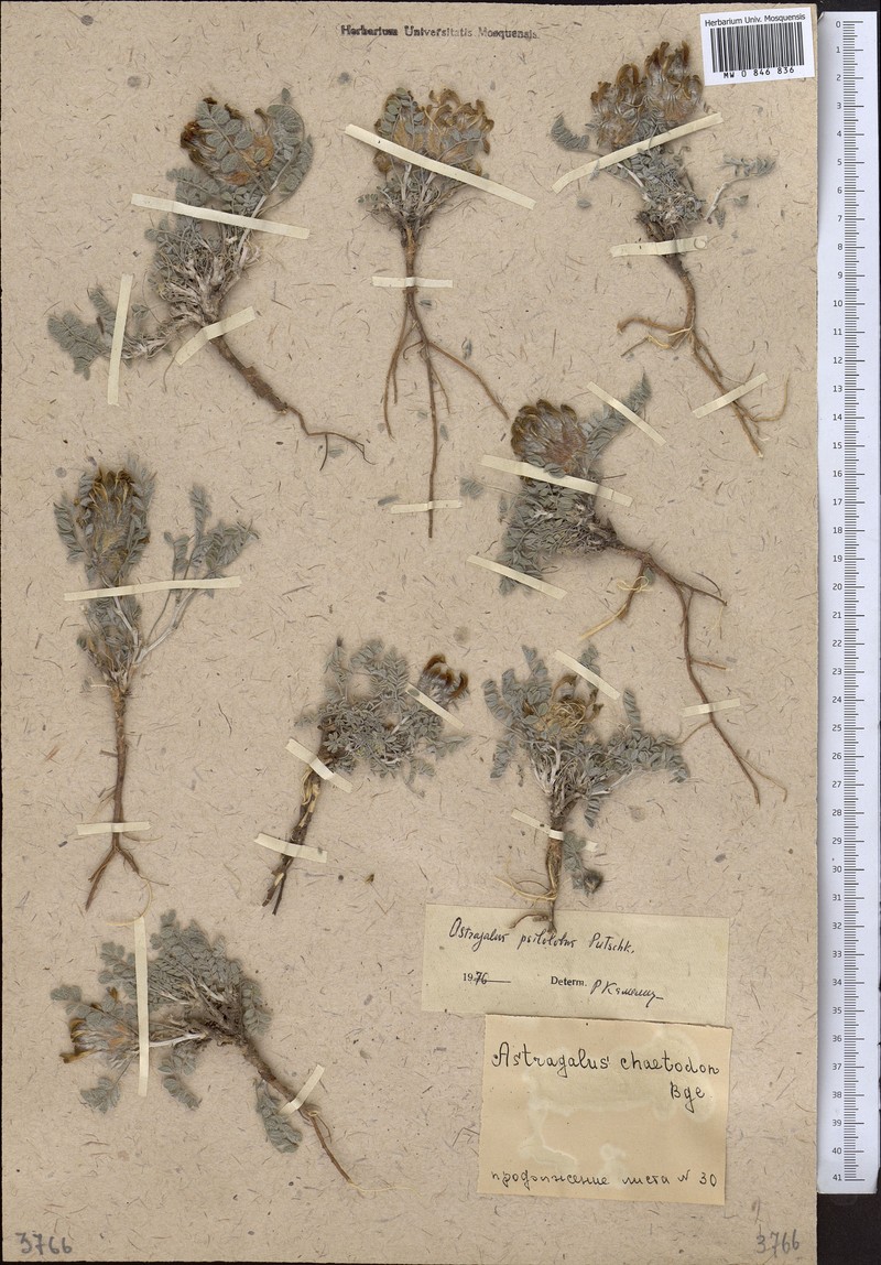 Astragalus psilolobus photo 2