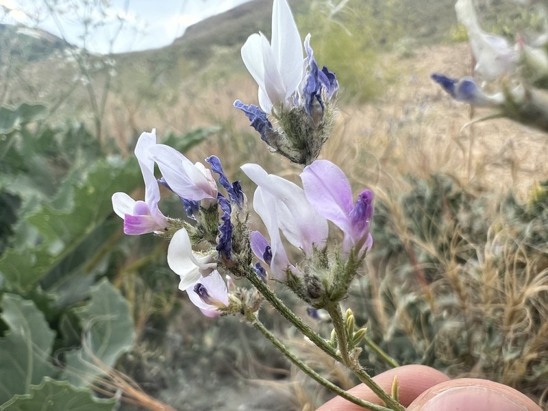 Astragalus psoraloides