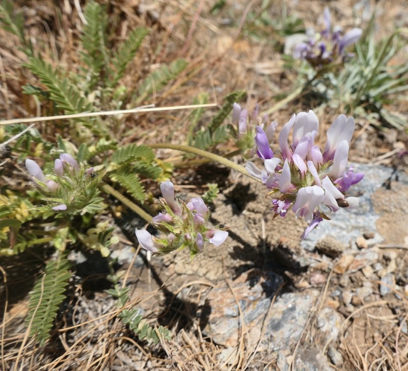 Astragalus psoraloides photo 2
